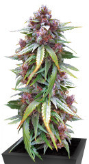 CBD Apple Betty Auto fem (Herbies Seeds)