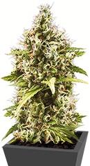 Auto Amnezia Platinum fem (Bulk Seed Bank)