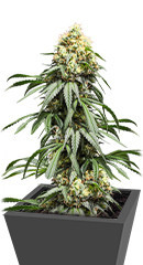 Bruce Lemon Diesel fem (Dutch Passion)