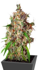 Desfrán fem (Dutch Passion)