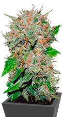 Deep Mandarine CBD fem (Delicious Seeds)