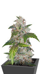 Auto White Widow fem (Pyramid Seeds)