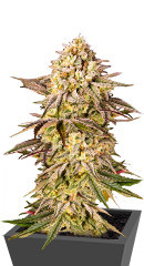 Blue Sunset Sherbert fem семена конопли