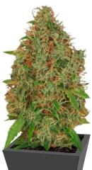 Dutch Haze fem (Dutch Passion)