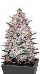 Купить семена конопли Holy Punch мини