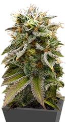 Lemon Thai Kush regular (Humboldt Seeds)