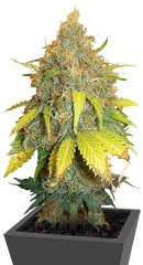 Pure Power Plant fem (Nirvana Seeds) семена конопли