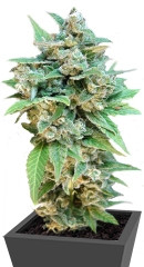 Thai Fantasy Max Auto fem (Kannabia Seeds)