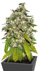 AK-48 Automatic fem (Nirvana Seeds)