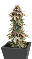 Blackberry Moonrocks fem (AlphaFem Seeds)