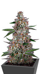 Gorila fem (Pyramid Seeds)