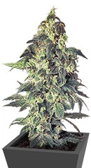 Northern VIP fem (VIP seeds)