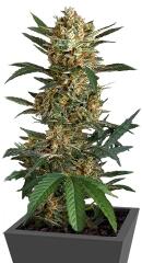 Original Amnesia Autoflowering fem (Dinafem Seeds)