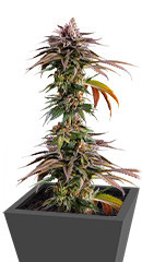 Kush Mintz fem (Barney's Farm)