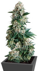 Auto New York City fem (Pyramid Seeds)