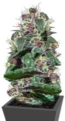 Ayahuasca Purple fem (Barney's Farm)