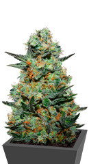 Baikal Express fem (Kalashnikov Seeds)