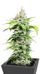 DC Cure 1:1 Auto CBD fem (Doctor’s Choice) семена конопли