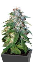 Sour Cream regular (DNA Genetics)