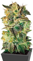 Sugar Mango Ryder Auto fem (World of Seeds)