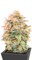 Auto Banana Cookies fem (Advanced Seeds)