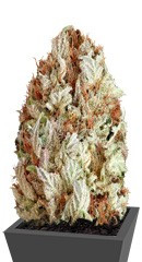 Extreme Impact Auto fem (Heavyweight Seeds)