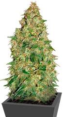 Dubai Poison fem (Bulk Seed Bank)