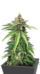 Delicious Cookies fem (Delicious Seeds)
