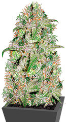 Doctor Jamaica fem (Vision Seeds)