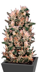 Euforia regular (Dutch Passion)