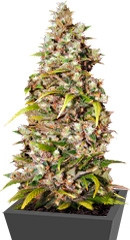 Monster fem (Eva Seeds)