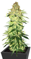 Ninja Zkittles fem семена конопли