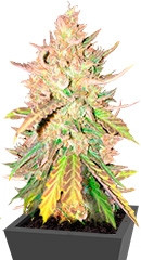 Sugar Candy fem (Delicious Seeds)
