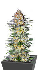 Alpha 21 fem (AlphaFem Seeds)