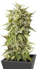 Bubba Kush Auto fem (Humboldt Seeds)