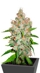 GG-48 fem (Nirvana Seeds)