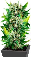 Royale Haze fem (Dinafem Seeds)