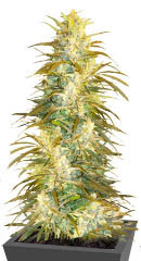 Satori x Mountain Gold regular (Mandala Seeds)