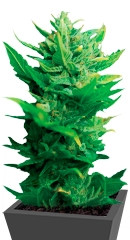 Think Different Auto fem (Dutch Passion)