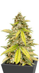 Zkittlez Auto fem (FastBuds) семена конопли