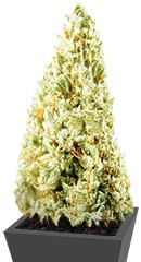 Amnesia Ganja Haze Auto fem (Sumo Seeds)