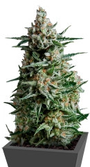 Anesthesia fem (Pyramid Seeds)