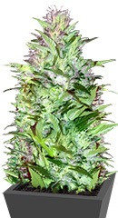 Critical Chronic Auto fem (Sumo Seeds)