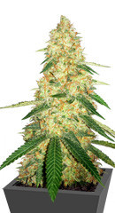 Gorilla Glue #4 fem (Cali Buds Seeds)