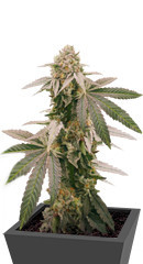 Mimosa Shot fem (Herbies Seeds)