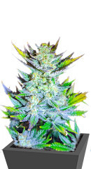 Moscow Blueberry fem (Kalashnikov Seeds)