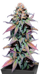 Rainbow Melon fem (FastBuds)