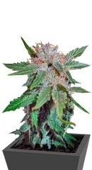 Royal Cheese (Fast Flowering) fem (RQS)