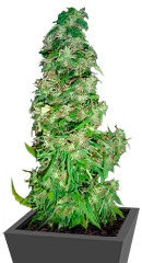 Mango Haze (Arjan's Ultra Haze #2) fem (GHS)