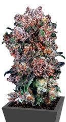 Blueberry regular (Dutch Passion)